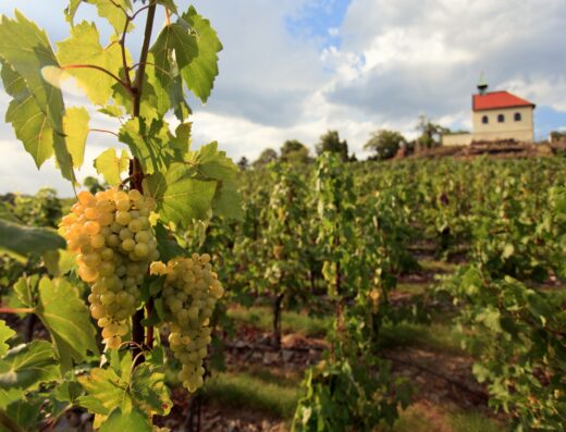 Bubbles, Brews, and Bohemia: A 4-Week Interactive Wine Tasting Journey