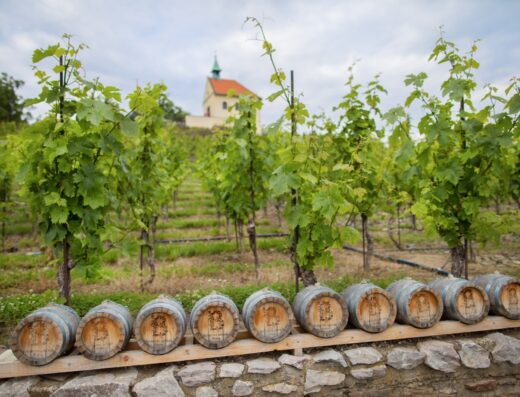 The Sommelier’s Private Reserve: An Exclusive 4-Week Journey Through Czech Viticulture