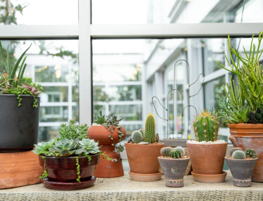 The Master Biome: A Residency in Architectural Botany