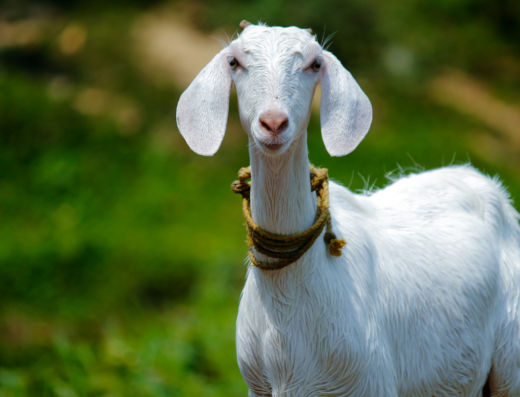 Artisanal Goat Milk Soap Making Class