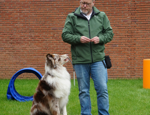 Real-World Off-Leash Dog Training Utah