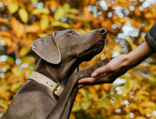 Real-World Off-Leash Dog Training Utah