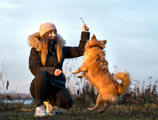 Real-World Off-Leash Dog Training Utah