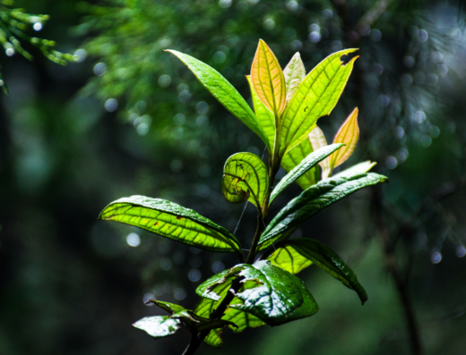 Private Executive Resilience Masterclass | Still Waters Wellness